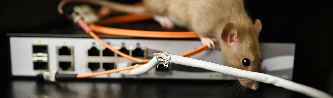 Beschädigtes Internetkabel. Die Ratte nagte durch die Isolierung des Kabels, während sie auf einem Router sitzt. Verbindung zum Internet wurde getrennt.