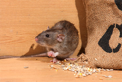Braune Ratte frisst verschiedene Körner